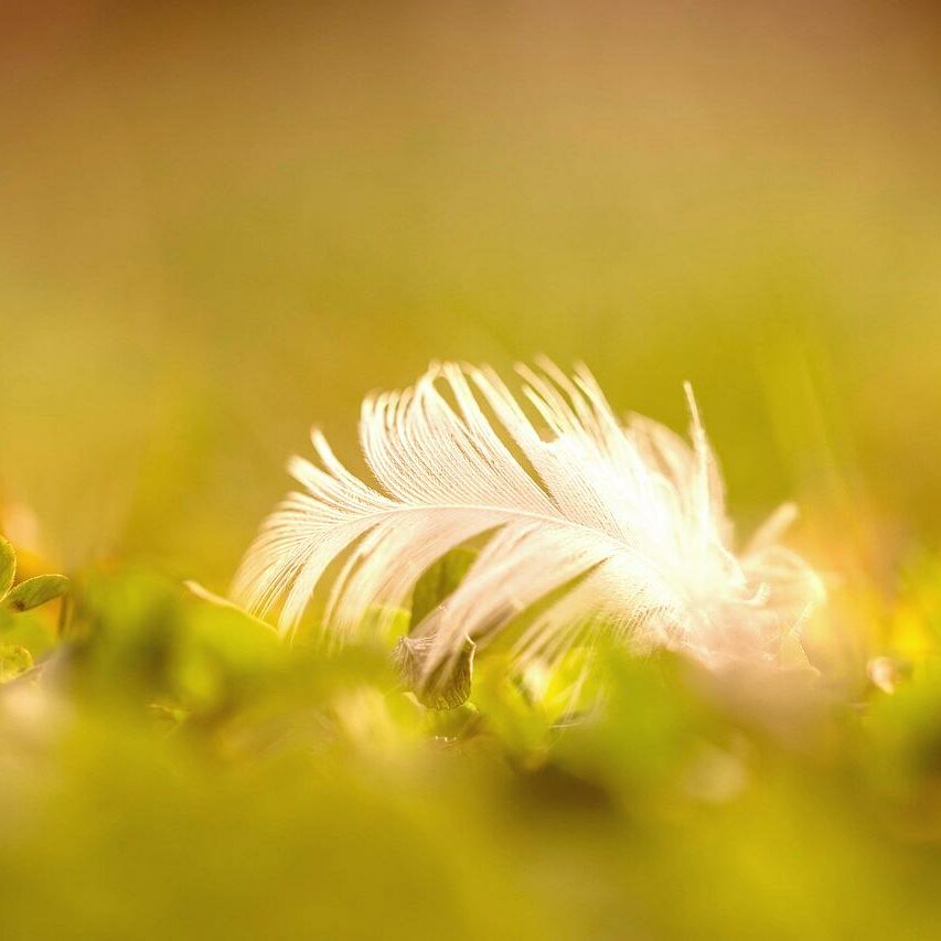 feather-7046069_1280-1-light