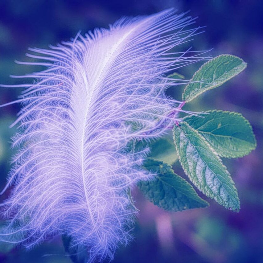 feather1-frozen Erbjudande coaching online