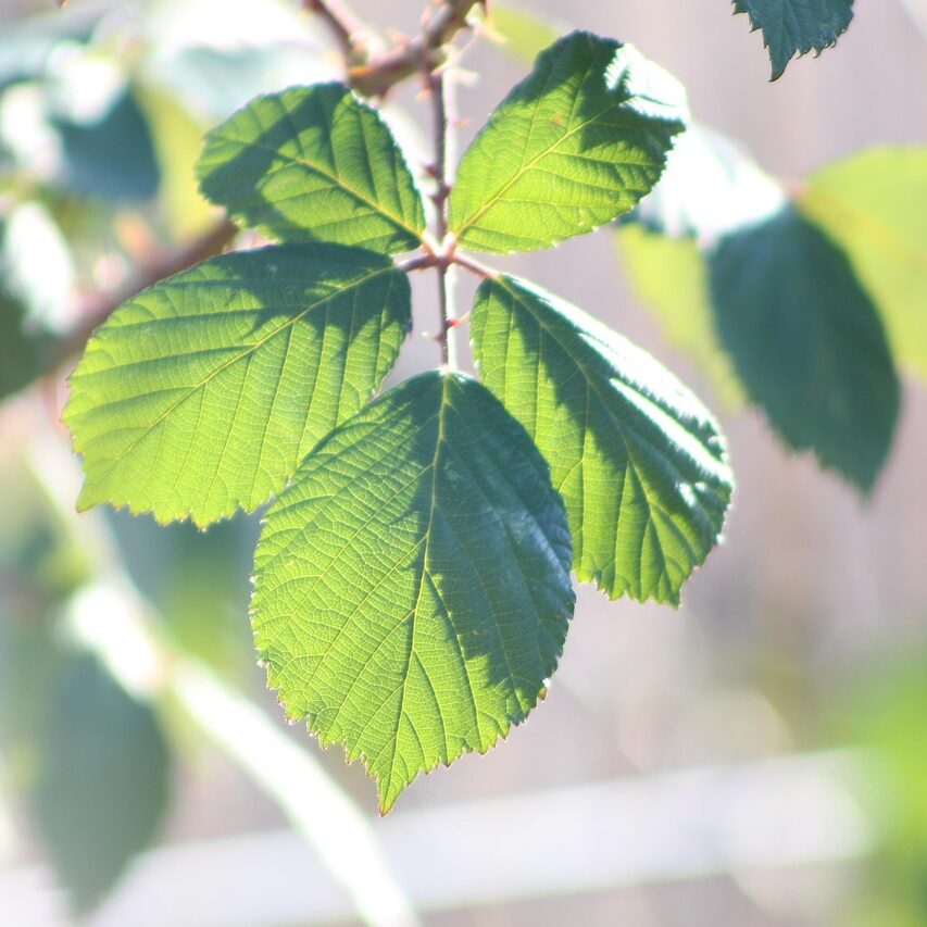 självkänsla Självkänsla